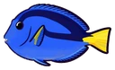 Cirurgião-azul